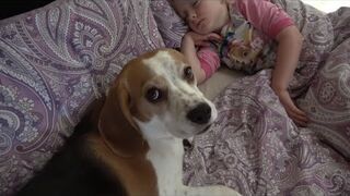 Opiekuńczy pies chce obudzić dziecko, po czym sam zasypia