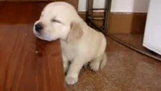 Słodki śpiący piesek