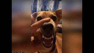 La La La Dog
