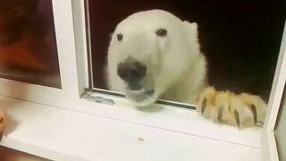 Karmienie niedźwiedzia przez okno. Rosja