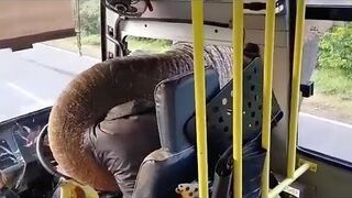 Słoń napada na autobus i ukradł jedzenie