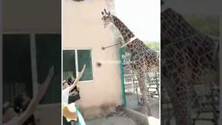 Pijany mężczyzna jeździł na żyrafie w zoo