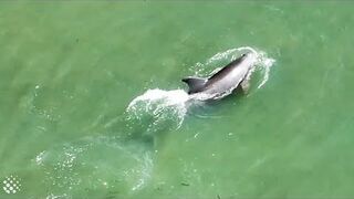 Delfiny wystrzeliwują ryby z wody