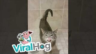 Kot dobrowolnie bierze prysznic
