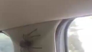Przejażdżka Pań z pająkiem w samochodzie