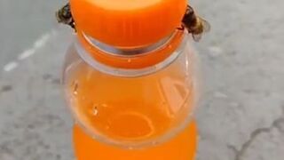 Pszczoły odkręcają butelkę