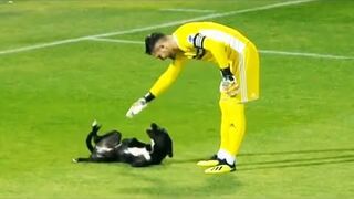 Momentos DIVERTIDOS Con ANIMALES En El Fútbol 🐕
