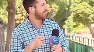 Papuga kradnie prezenterowi słuchawkę na wizji