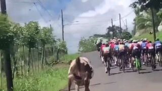 Krowa bierze udział w wyścigu kolarskim