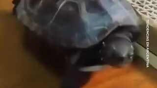 Żółw na deskorolce