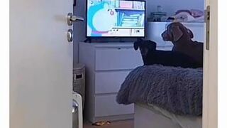Kiedy psy oglądają telewizję