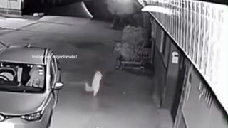 Tańczący kot nagrany przez przez kamerę monitoringu