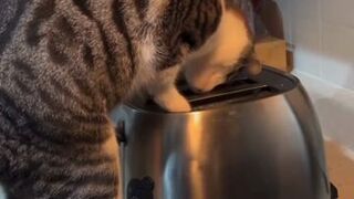 Kot grzebał w tosterze. Tego nikt się nie spodziewał!