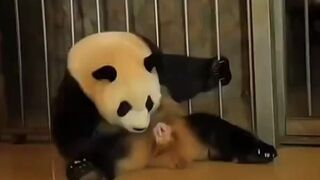 Jak wygląda poród u pandy
