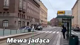 Mewa jadąca na hulajnodze po torowisku