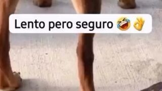 Powoli, ale pewnie 😂