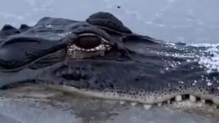 Spójrz na oczy, on nie jest martwy 😨