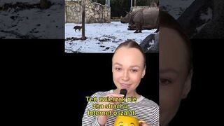 Mały Mundżak vs Nosorożec we wrocławskim ZOO