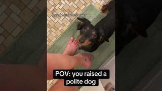 Kiedy jesteś pewna, że pies rozumie każde twoje słowo! 😲😂