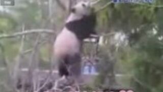 Pandy i drzewa