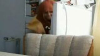 Fajna laska robi dowcip z lodówką