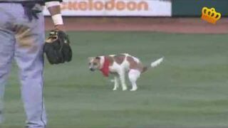 Pogoń za psem podczas meczu baseballowego