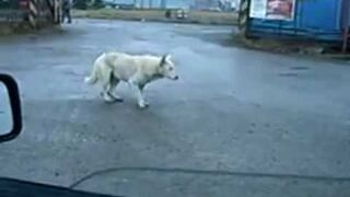 Funny dancing dog