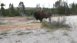 Kobieta chciała pobawić się z bizonem