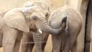 Zabawa słoni