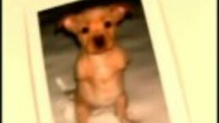 Ten pies chodzi na dwóch łapach