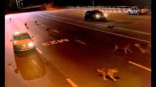 Milicjant ucieka przed Wilkami