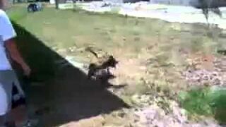 Back Flipping Pit Bull