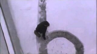 Zemsta ciecia - Janitor's revenge