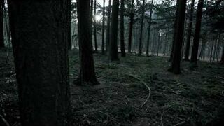 Święta widziane oczami choinki!