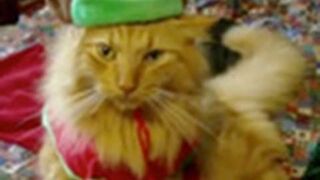 Zwierzęta śpiewają "Jingle Bells"