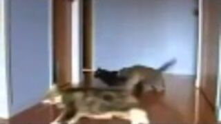 Koci drift - Car drift