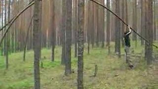 Tree riding fail