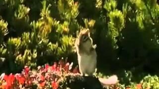 Funny Talking Animals