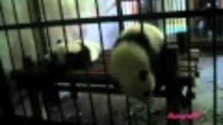 Panda przeszła przez kratę