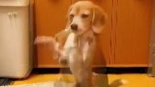 Pies który łapie piłkę