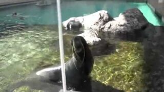 Foka krzycząca jak człowiek