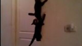 Spider-Kot