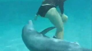 Napalony delfin