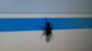 Bug on a Touchscreen