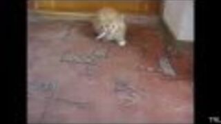 HITY NETU - Kompilacja