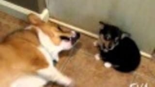 Corgi Reacts To Puppy Butt