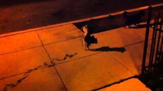 Oscar... My Very Weird, Handstand Peeing Dog