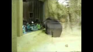 Niedźwiedź z poczuciem rytmu