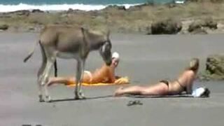Osioł tęga pała na plaży