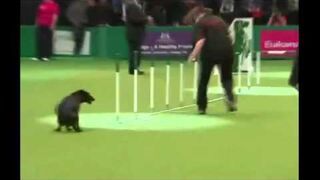 Piesek na zawodach zrobił...